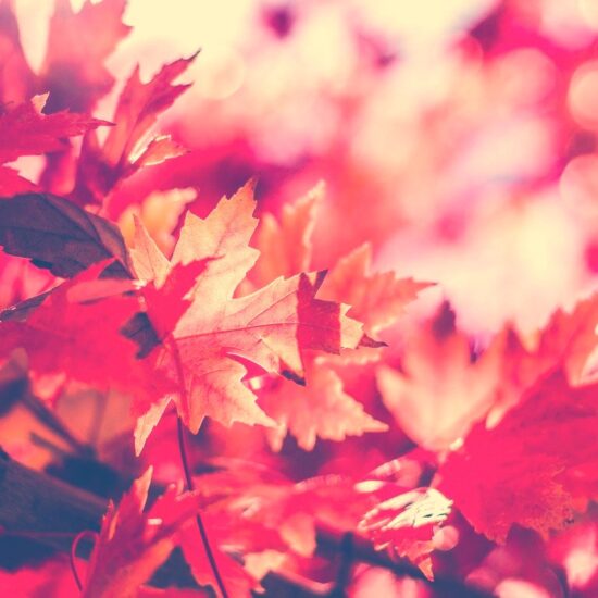 Fallen Leaves