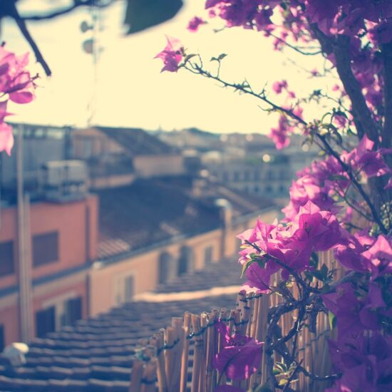 Roof Garden