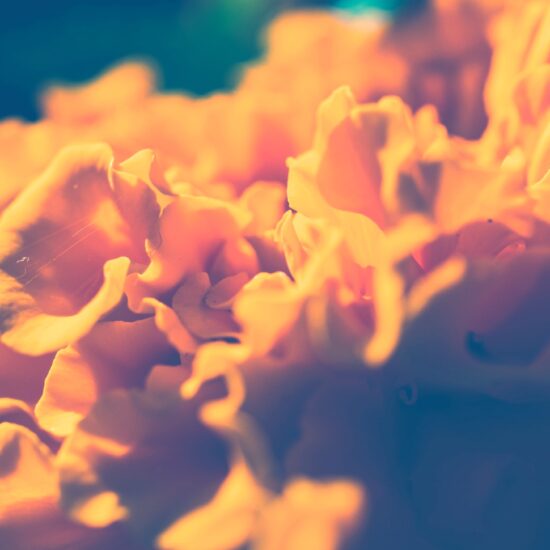 Marigolds
