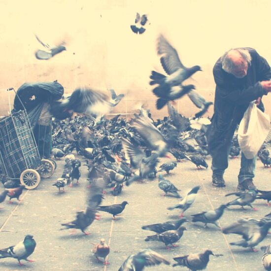 Birds
