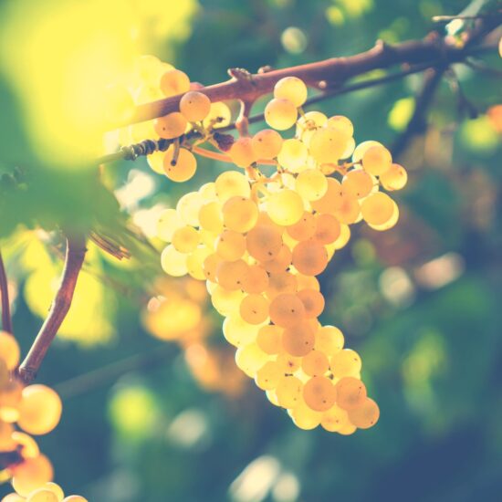 Harvest Grapes
