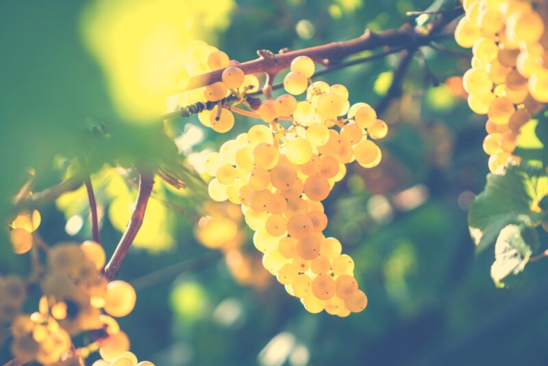 Harvest Grapes