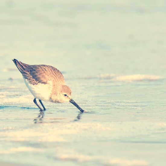 Red knot