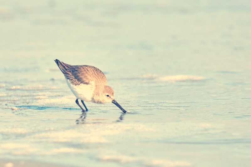 Red knot