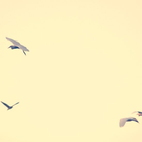 On wings