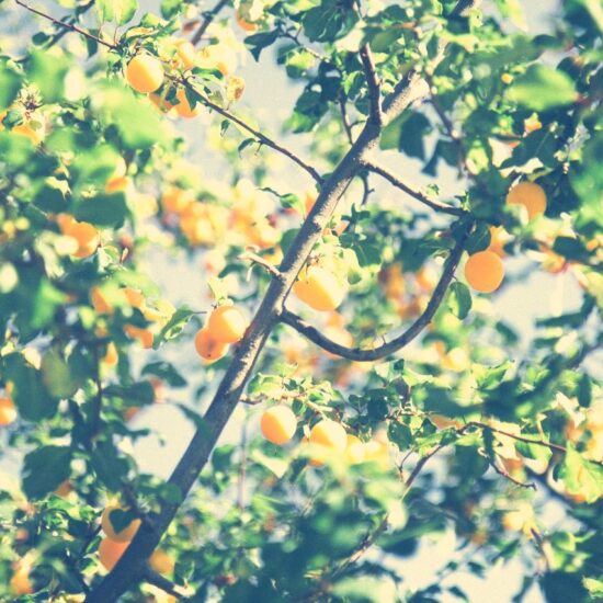 Citrus Tree, Yara Zgheib