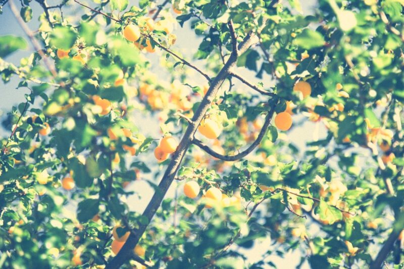 Citrus Tree, Yara Zgheib