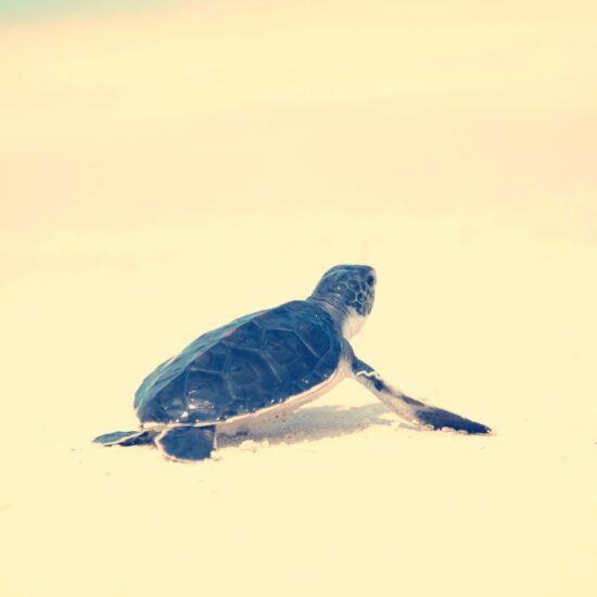 Turtle, Yara Zgheib