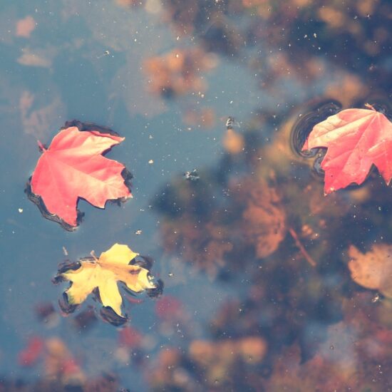 Autumn leaves Yara Zgheib