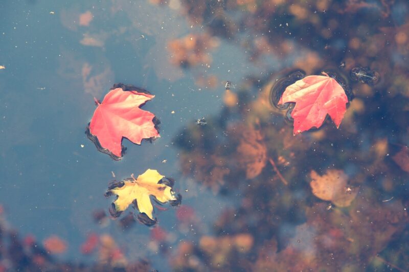 Autumn leaves Yara Zgheib