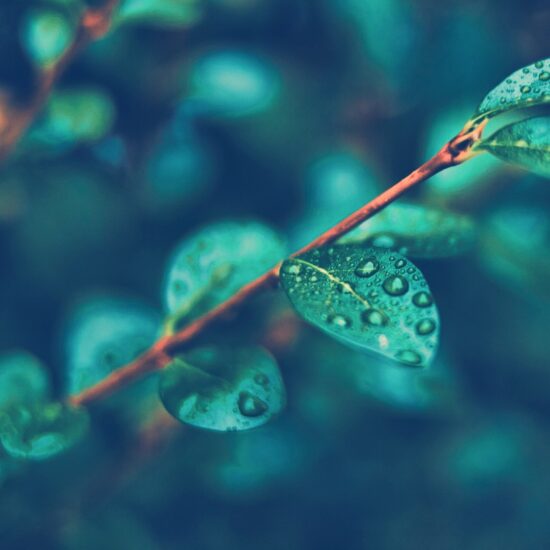 Raindrop leaf Yara Zgheib on one leaf
