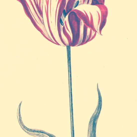 Semper Augustus Breaking Tulip Yara Zgheib